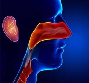 Ear-Nose-Throat300x280